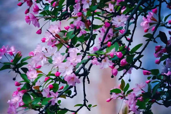 沈阳静脉曲张微创手术哪家好